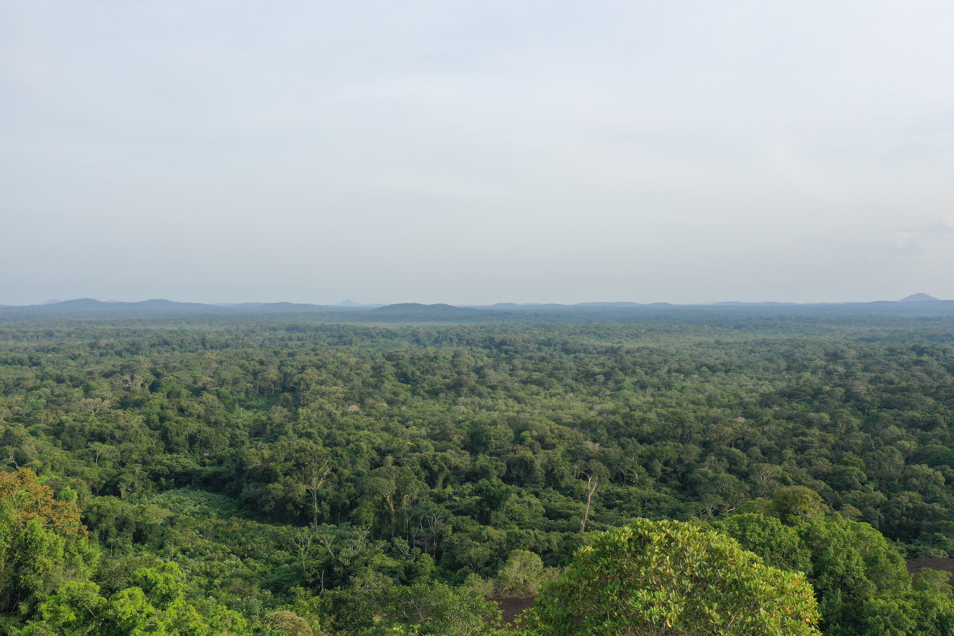 Darién rainforest canopy at sunrise